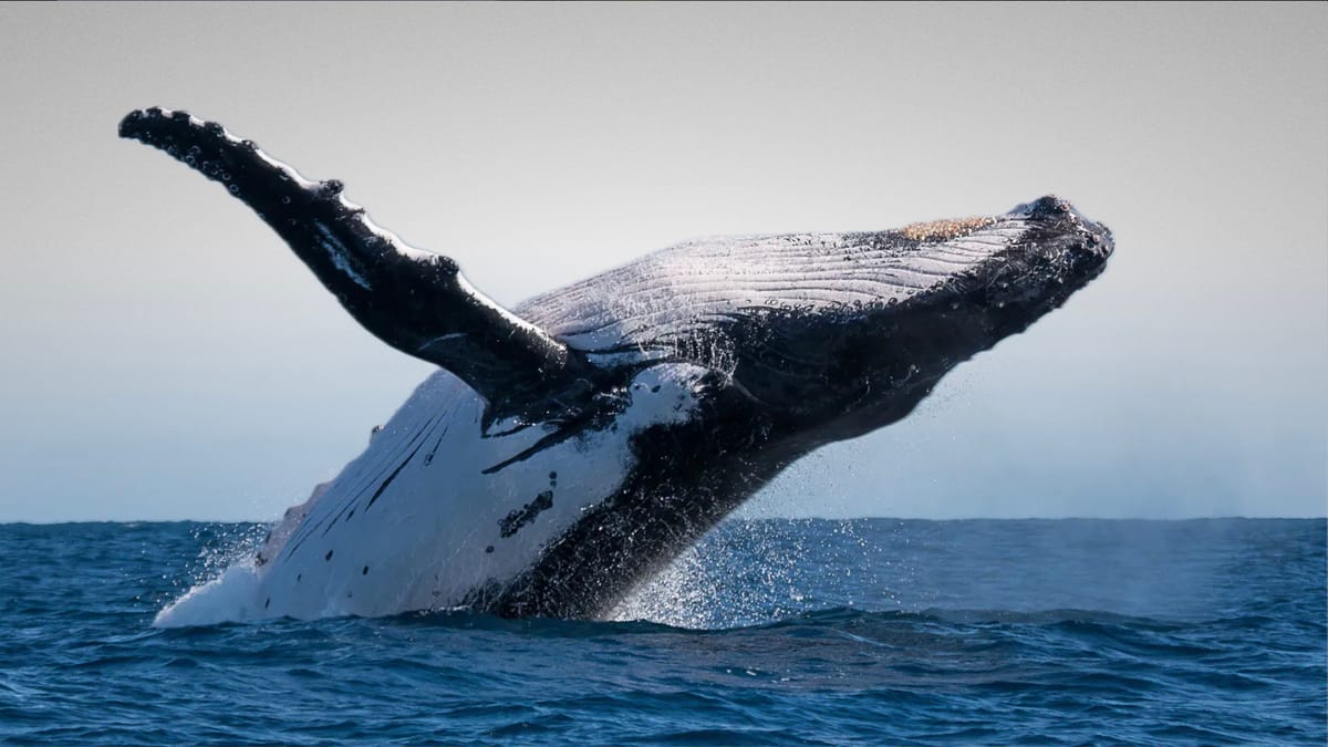 Early Bitcoin Whale Resurfaces with Millions in BTC